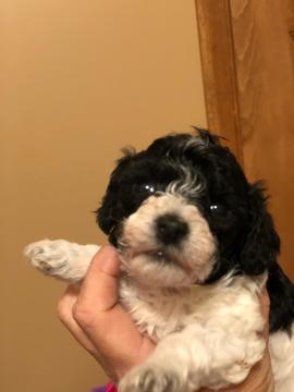 Medium Photo #1 Poodle (Toy) Puppy For Sale in FALLSTON, MD, USA
