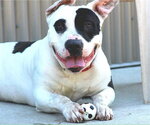 Small Photo #4 Bull Terrier-Unknown Mix Puppy For Sale in Sacramento, CA, USA