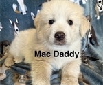 Puppy Mac daddy Great Pyrenees