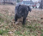 Small Photo #11 French Bulldog Puppy For Sale in N CHESTERFLD, VA, USA