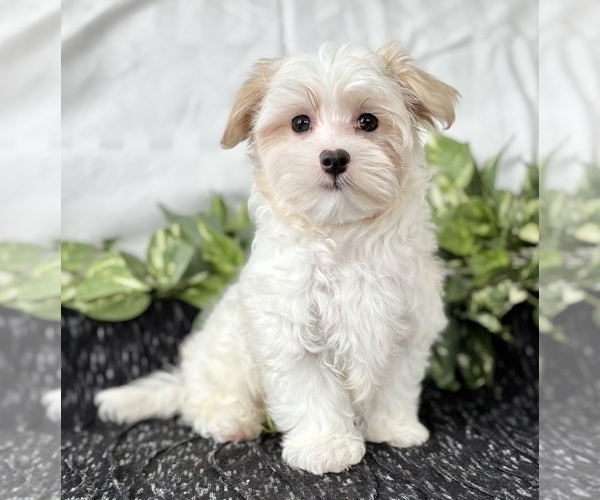 Medium Photo #2 Maltese Puppy For Sale in ROCK STREAM, NY, USA