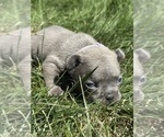Puppy Jameson French Bulldog