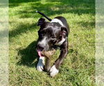 Small #14 Labrador Retriever Mix