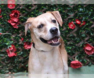 Boxer Dogs for adoption in Charlotte, NC, USA