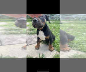 American Bully Puppy for sale in TOLEDO, OH, USA