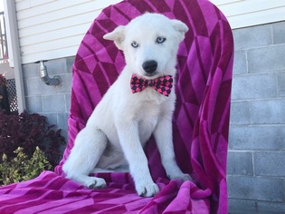 Huskimo Puppy for sale in QUARRYVILLE, PA, USA