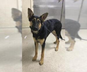 German Shepherd Dog Dogs for adoption in Riverside, CA, USA