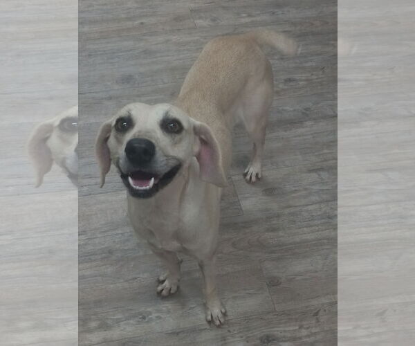 Medium Photo #1 Labrador Retriever-Unknown Mix Puppy For Sale in Murfreesboro, NC, USA