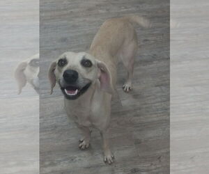 Labrador Retriever-Unknown Mix Dogs for adoption in Murfreesboro, NC, USA
