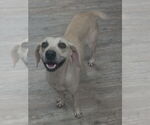 Small Labrador Retriever Mix