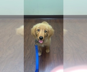 Golden Retriever Puppy for sale in SAINT CHARLES, MO, USA