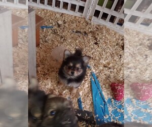 Yoranian Puppy for sale in MORROW, OH, USA