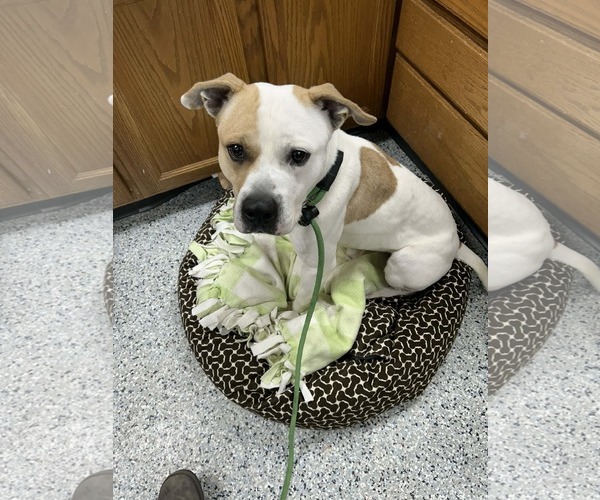 Medium Photo #2 Mutt Puppy For Sale in Rootstown, OH, USA