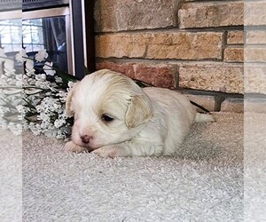 Zuchon Puppy for Sale in ABBOTSFORD, Wisconsin USA