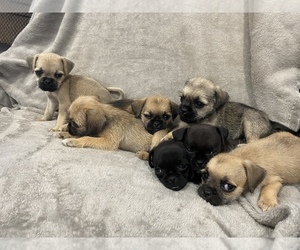 Pug-A-Poo Puppy for sale in LANCASTER, CA, USA