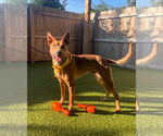 Small #3 American Pit Bull Terrier-German Shepherd Dog Mix