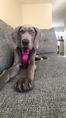 Great Dane Puppy for sale in FULLERTON, CA, USA