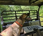 Small #9 Black Mouth Cur