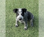 Small Photo #4 Australian Cattle Dog Puppy For Sale in BRIGGSDALE, CO, USA