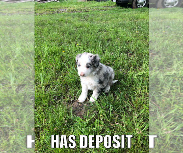 Medium Photo #6 Border Collie Puppy For Sale in JEFFERSON, OH, USA