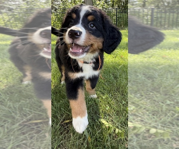 Medium Photo #28 Bernese Mountain Dog Puppy For Sale in SPRINGFIELD, OH, USA
