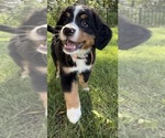 Small Photo #28 Bernese Mountain Dog Puppy For Sale in SPRINGFIELD, OH, USA