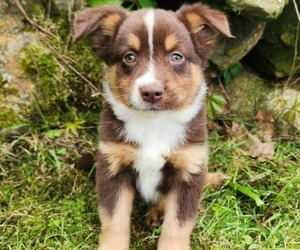 Miniature Australian Shepherd Puppy for Sale in SANDOWN, New Hampshire USA
