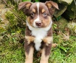 Image preview for Ad Listing. Nickname: Louie