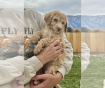 Puppy Puppy 6 Poodle (Standard)