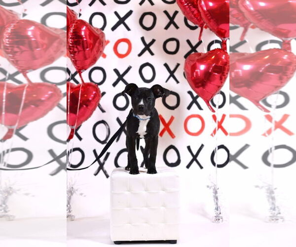 Medium Photo #11 American Pit Bull Terrier-Labrador Retriever Mix Puppy For Sale in Germantown, OH, USA