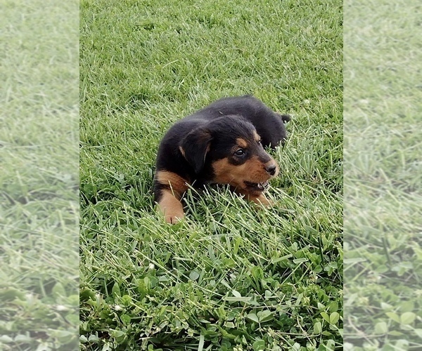 Medium Photo #5 Airedale Terrier-Bernese Mountain Dog Mix Puppy For Sale in MCCONNELSVILLE, OH, USA