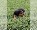 Small #4 Airedale Terrier-Bernese Mountain Dog Mix