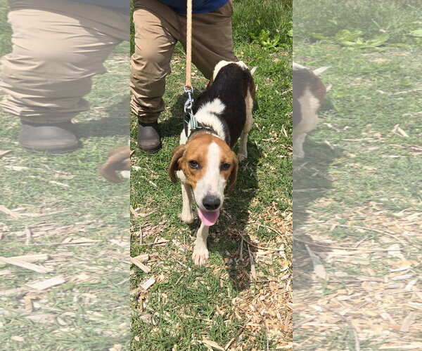 Medium Photo #1 American Foxhound Puppy For Sale in Rustburg, VA, USA
