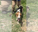 Small American Foxhound