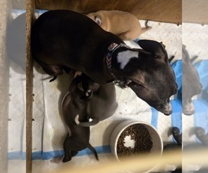 Mother of the Italian Greyhound puppies born on 11/14/2025