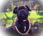 Puppy 3 French Bulldog