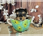 Small #4 Yorkshire Terrier