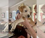 Small Photo #12 American Staffordshire Terrier-Unknown Mix Puppy For Sale in Brewster, NY, USA