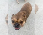 Small #3 French Bulldog