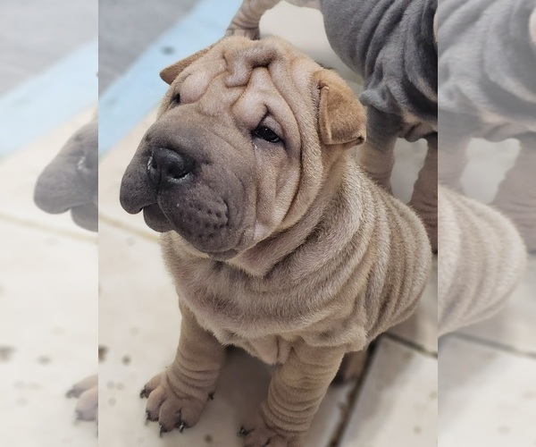Medium Photo #1 Chinese Shar-Pei Puppy For Sale in APPLE VALLEY, CA, USA