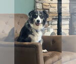 Small #1 Australian Shepherd Mix