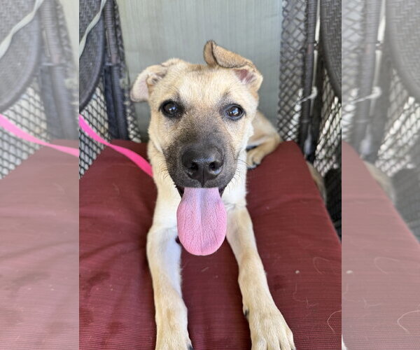 Medium Photo #4 Mutt Puppy For Sale in Royal Palm Beach, FL, USA
