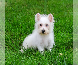 Poodle (Toy)-West Highland White Terrier Mix Puppy for sale in SYRACUSE, IN, USA