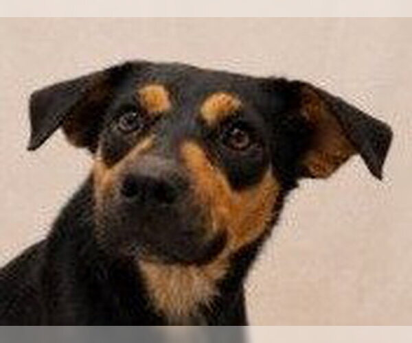 Medium Photo #1 Mutt Puppy For Sale in Canton, CT, USA