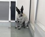 Small Mutt