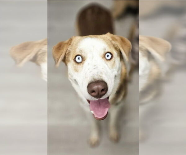 Medium Photo #4 Alaskan Malamute-Unknown Mix Puppy For Sale in Lakewood, CO, USA