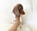 Small #6 Dachshund