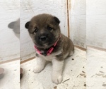 Small Photo #4 Shiba Inu Puppy For Sale in HARRISBURG, MO, USA