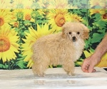 Pretzel - Male Poodle (Toy) Puppy for Sale - Photo #17