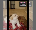 Small #1 Havanese-Zuchon Mix